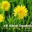 All About Dandelion: Growing, Cooking & Remedies @ Wellness Path